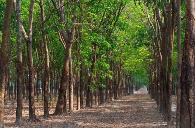 Thông báo đấu giá tài sản 111,3 ha vườn cây cao su, xà cừ và cây keo lai thanh lý của Trại giam Tống Lê Châ n